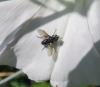 Phania funesta